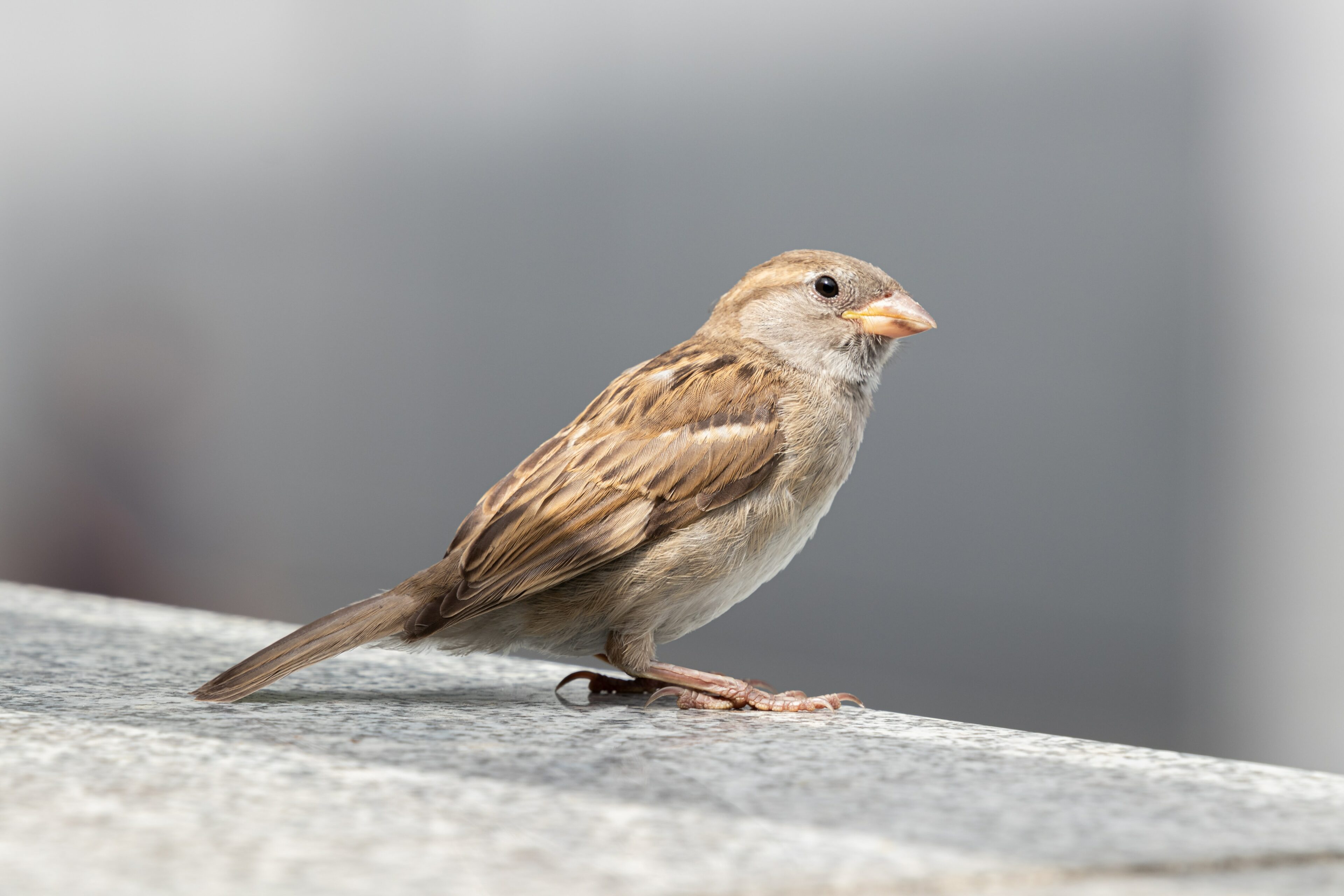 Ein Spatz - Das Leben und Sterben der Flugzeuge