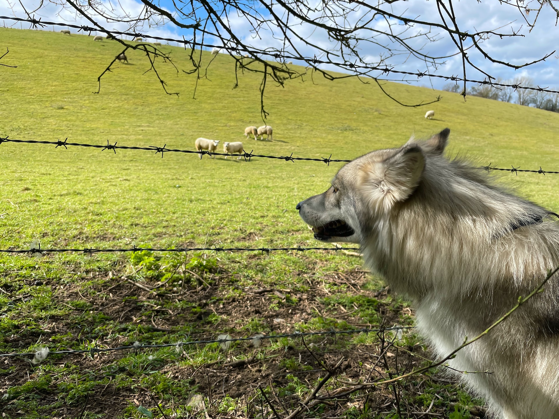 Mindset: Sein ein Wolf und kein Schaf